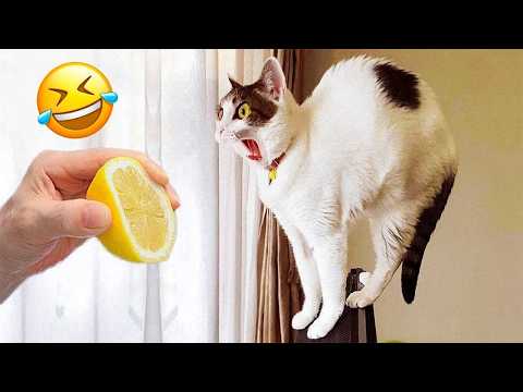 Funniest Cats and Dogs Clips 2026😼🐶Try Not To Laugh😜