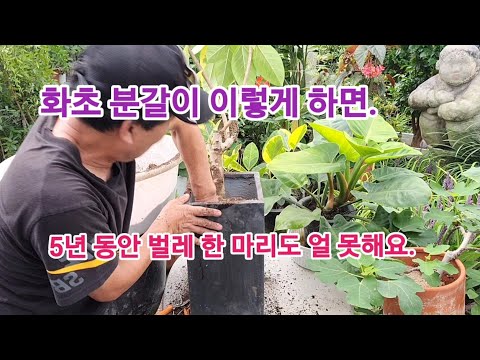 화초 식물 분갈이 이렇게 하면, 5년 동안 벌레 한 마리도.얼씬도 못해요!!