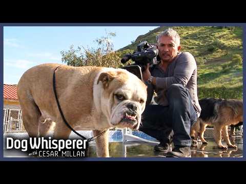 Aggressive Bulldog Attacks Without Warning | Dog Whisperer With Cesar Millan