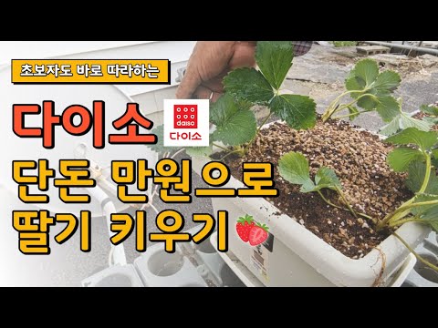 25년차 딸기 농부가 다이소 제품으로 딸기를 키운다면?