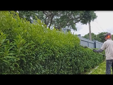 "Gardening should be done like this!" | Satisfying video | Gardening makeover