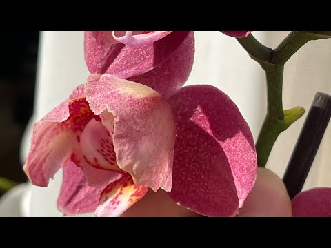 Полив в межсезонье ☔️ 🍁🦋. Новые хои ☺️. Ответы на вопросы. #орхидеибабочки #орхідеї #орхидеицветут