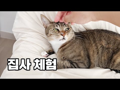 DDU Uncle's 4-Day Cat-Sitting Adventure! Taking Care of 3 Cats