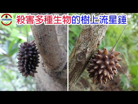 [生物放大鏡]奪走多條生命的樹上流星錘 | 百隻生物破囊而出 | 全身被寄生的毛蟲