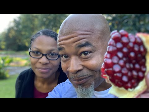 Growing pomegranates in your own backyard 🍎