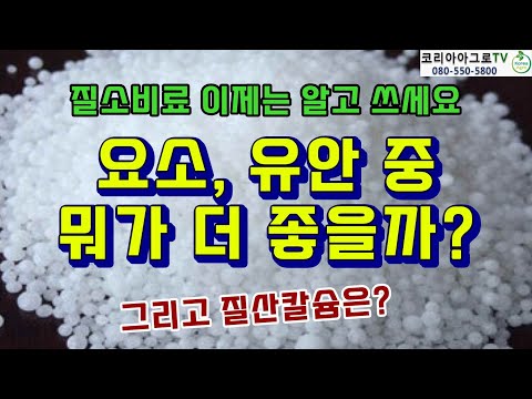 요소, 유안비료 뭐가 더 좋을까? (질소 비료 제대로 사용하기)