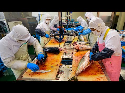 Processing yellowtail. A close look at a yellowtail shop that quickly responds by catching and shipp