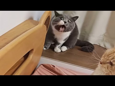 CATS: Totally Bonkers and Unpredictably Smart