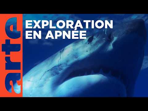 Mystérieux monde marin : Danse avec les poissons | ARTE