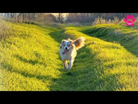 ⭐️ Мини Аусси Апо ⭐️  Звезда Питомника Собак!