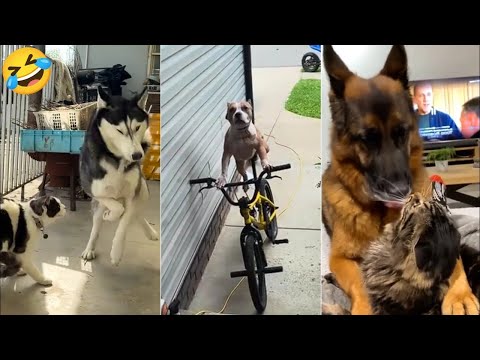 Funny animals videos of Cats🐈 and Dogs🐕2025 #4 | Try Not To Laugh 😂