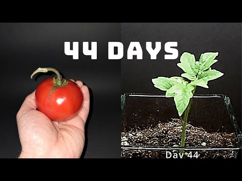 I Grew TOMATO Plant From Slice | 44 days TIME LAPSE