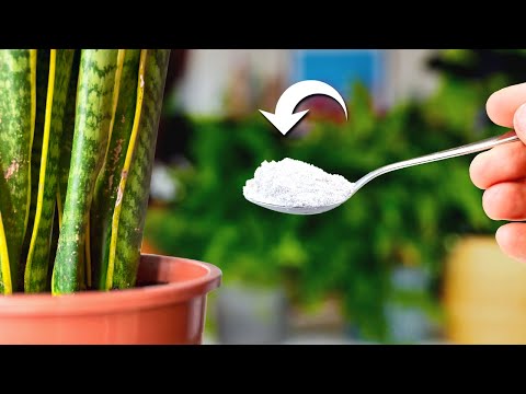 Just 1 Teaspoon And Your Plants Will Thrive