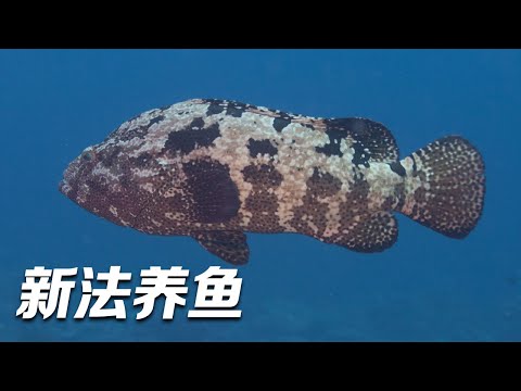 探索石斑鱼的养殖秘诀！他们通过人工育种杂交出了新品种，让石斑鱼产量大增！养鱼户从此有了赚钱新法宝！「智慧农业新时代」| 农业致富经