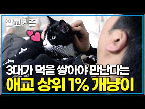 "강아지보다 더 애교 많아요" 아빠 집사가 너무 좋아서 24시간 꼭 붙어있고 싶은 애교 가득 껌딱지 고양이｜고양이를 부탁해｜알고e즘