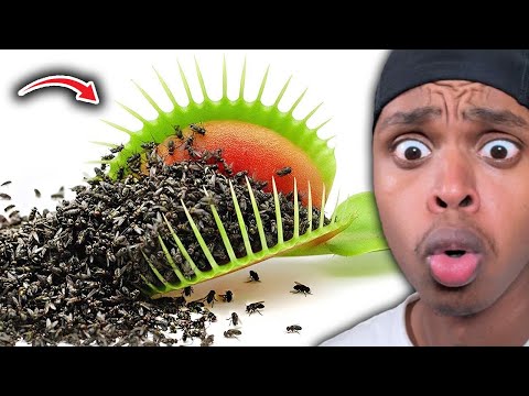 1000 Flies Vs. Venus Fly Trap