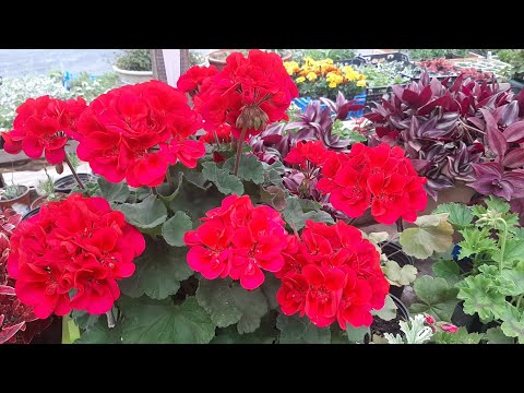 ВСЕГДА БУДУ ВЫРАЩИВАТЬ ЭТИ ЦВЕТЫ высылаю по почте, самые неприхотливые