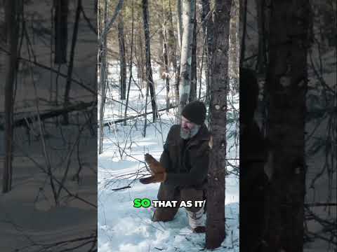 When You Drop a Tree, Always Know Where You’re Going
Before the first swing, before the first notch