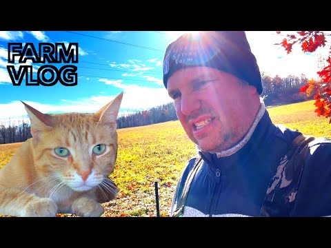 Mango Barn Cat is Giving Me a Hard Time