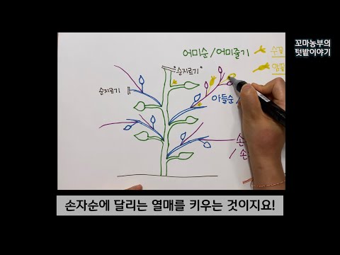 참외 순치는 법:: 그림으로 설명하는 참외 순자르기 방법:: Korean melon growing