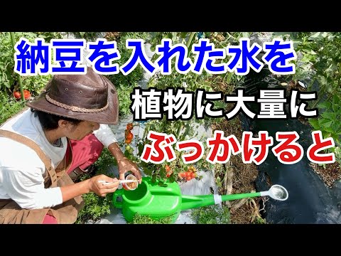 【仰天！】園芸店では教えてくれない納豆のとんでもない活用法　　　【カーメン君】【家庭菜園】【納豆菌】