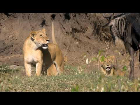 Kenya: The Kingdom of the Wild Animals