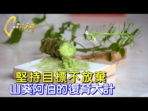 堅持目標不放棄 阿里山山葵阿伯的復育大計∣一步一腳印【山葵阿伯的復育大計】20230514