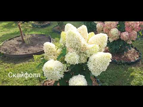 Метельчатые гортензии 29 августа 2023 г.