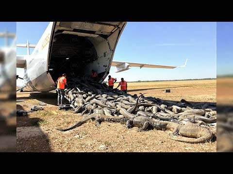 Releasing Thousands of Komodo Dragons in Florida Will Change Everything on the Land