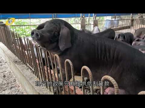 「豬」事不順：台灣友善飼養的未竟藍圖