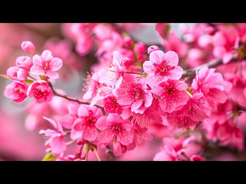 Music heals the heart and blood vessels🌸 Soothing music restores the nervous system, relaxing #9