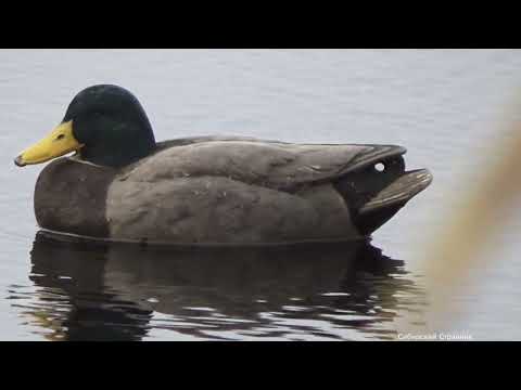 Там не было людей. Стрелял так, аж ствол нагрелся.Охота в Сибири.