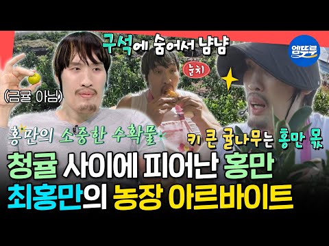 [전참시] 큰 덩치에 가려진 따뜻한 마음😊 매니저를 위해 귤 농장에서 아르바이트하는 최홍만🍊ㅣ#최홍만 MBC251011방송