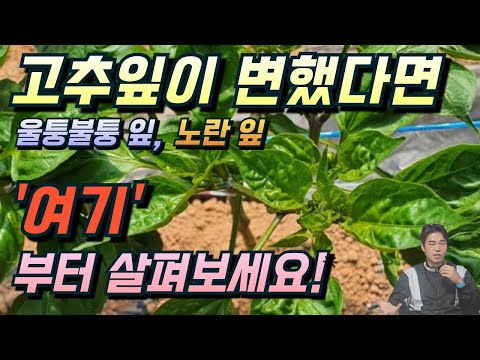 고추잎이 쭈글쭈글하거나 노랗다면 '이것'의 문제입니다! 고추잎 변화의 원인과 대책!