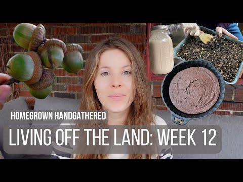 Making Acorn Flour Cake, Walnut "Milk" and Foraged Granola