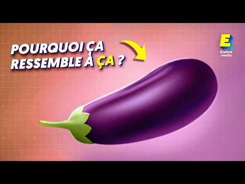 Pourquoi le pénis humain est si bizarre ?