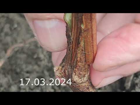 grafting grapevines in march