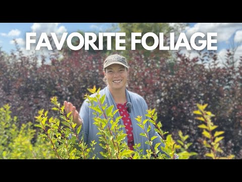 Ninebark & Smokebush: Profitable Woody Shrubs for Your Flower Farm