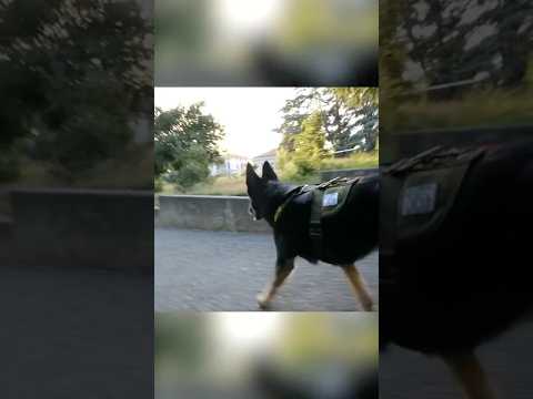 How to Escape a Police Sniffing Dog