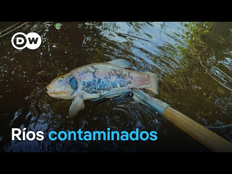 ¿Cómo salvar los ríos alemanes? | DW Documental