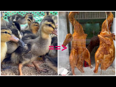 80 days of raising ducks for business - How to raise ducks from ducklings.