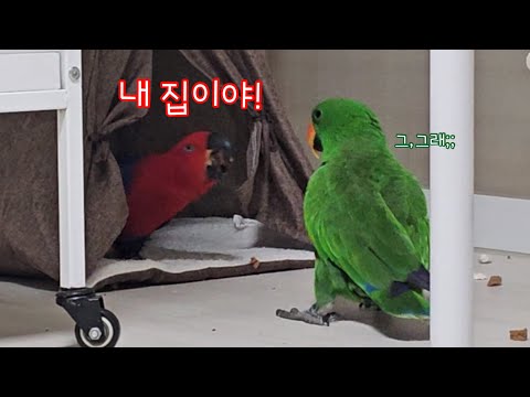 [지구젤리/일상] 앵무새의 내집마련