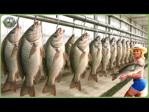 How Million Tons of Tilapia Are Harvested & Processed - Inside Massive Tilapia Farming For Meat