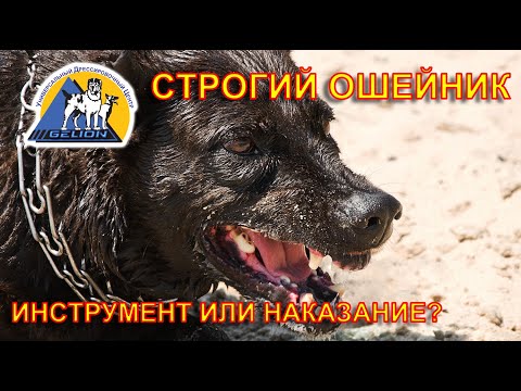 Как и когда применять строгий ошейник! Обзор ошейника Sprenger (Шпренгер).