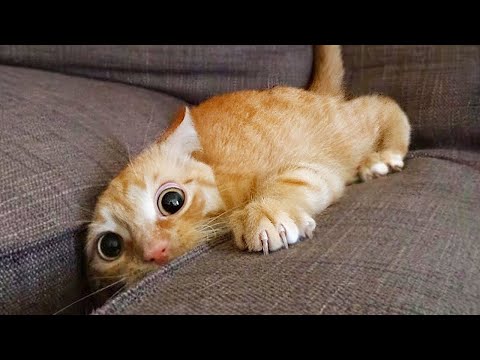 Videos De Risa De Animales 2025 - Perros y Gatos Chistosos - Videos De Animales Graciosos #40
