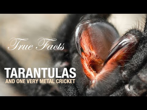 True Facts: Tarantulas