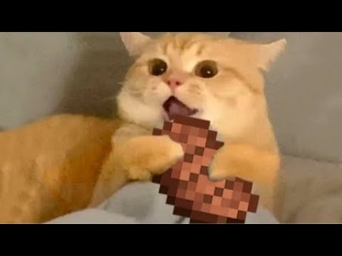 외국 웃긴 밈 모음 V33