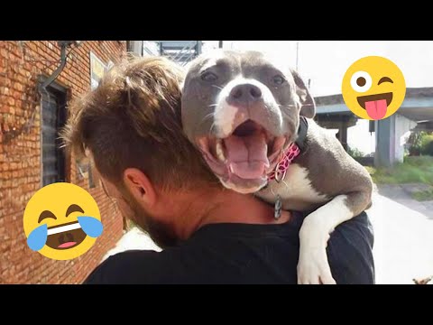 I dare you not to LAUGH at these FUNNY DOGS 😁🦮 - Best Funny Animals Videos 2025 #225