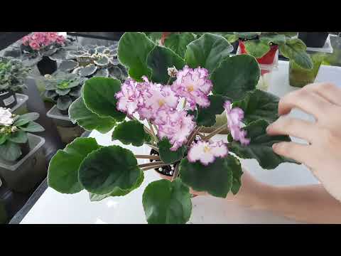 ФИАЛКИ КОТОРЫЕ Я ЛЮБЛЮ! 10 достойных сортов моей коллекции.