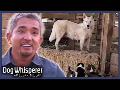Cesar Faces A Wild Ranch Dog No One Can Catch | Dog Whisperer With Cesar Millan
